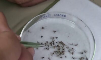 West Nile virus cases spike after 7 Harris County resident infected, 520 samples test positive